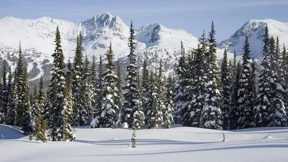 Morning Walk in Gulmarg Biosphere Reserve